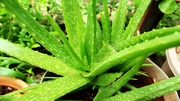 What are the body and beauty benefits of aloe vera_